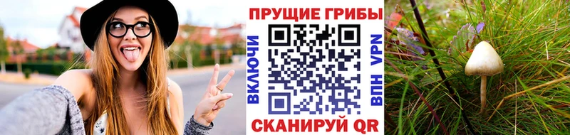 Псилоцибиновые грибы Psilocybe  магазин    Абинск 